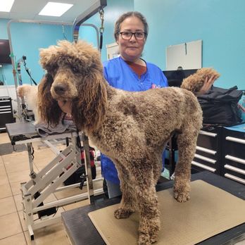 My Little Pet Salon - Pet Groomers Near Me - Hemet, California My Little Pet Salon - Pet Groomers Near Me - Hemet, California