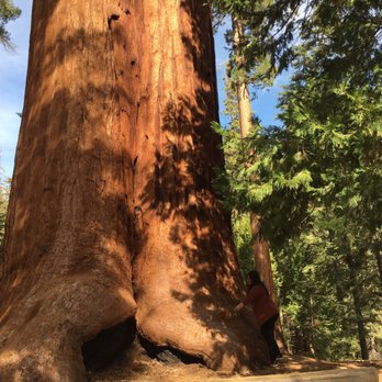 Trail of 100 Giants - Hiking Near Me - Springville, California Trail of 100 Giants - Hiking Near Me - Springville, California