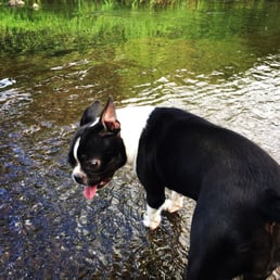 Cooling off in the stream. Cooling off in the stream.
