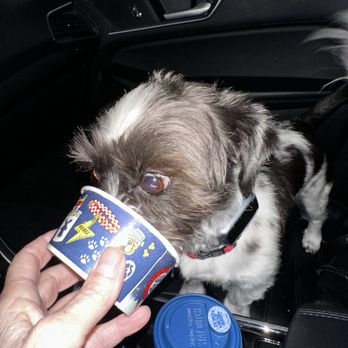 Dutch Bros Coffee - Pup cup for LuLu - Juice Bars & Smoothies Near Me - Elk Grove, California