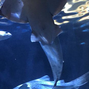 Shedd Aquarium - Aquariums Near Me - Chicago, Illinois