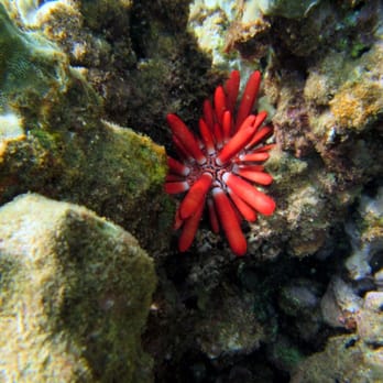 Reef Guides - Tours Near Me