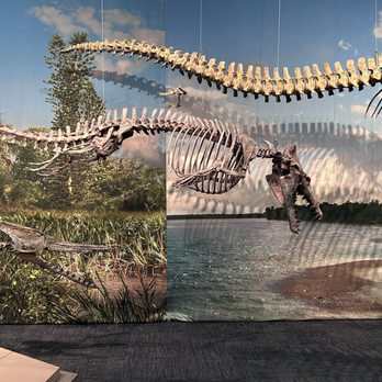 Liberty Science Center - fossils - Museums Near Me - Jersey City, New Jersey Liberty Science Center - fossils - Museums Near Me - Jersey City, New Jersey