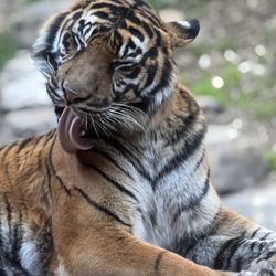 San Diego Zoo Safari Park - I love her