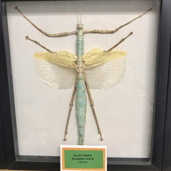 Bug & Reptile Museum - Museums Near Me - Bremerton, Washington