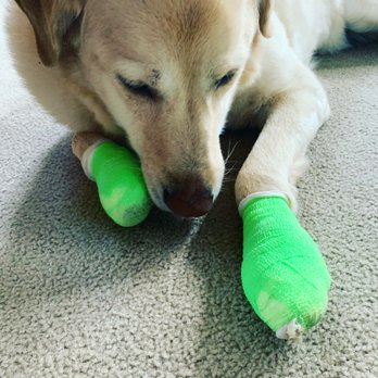 Dry Creek Veterinary Center - Bailey post claw removal by Dr. Lehil. - Veterinarians Near Me - Roseville, California Dry Creek Veterinary Center - Bailey post claw removal by Dr. Lehil. - Veterinarians Near Me - Roseville, California