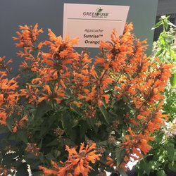 Green Fuse Botanicals - Really bright color agastache