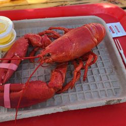 Five Islands Lobster - Soft shell lobster