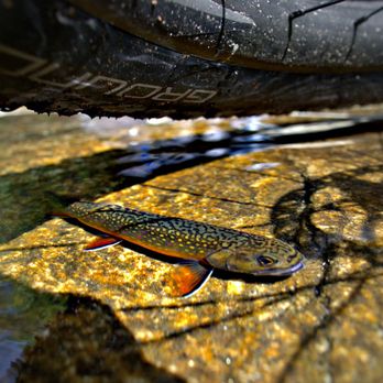 Brooking Anglers - Hunting & Fishing Supplies Near Me - Highlands, North Carolina