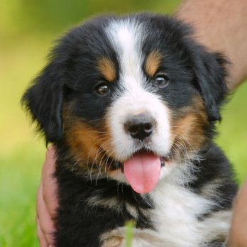 Brody's Puppy Training - Have a puppy 8 weeks or older ready for training? Call Brody's Puppy Training today to sign up! - Pet Training Near Me Brody's Puppy Training - Have a puppy 8 weeks or older ready for training? Call Brody's Puppy Training today to sign up! - Pet Training Near Me