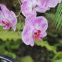 Photo of Anna Scripps Whitcomb Conservatory