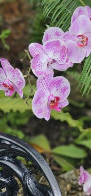 Anna Scripps Whitcomb Conservatory by null