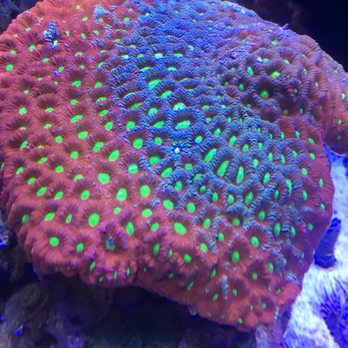 Great Barrier Reef - Aquarium Services Near Me - Parker, Colorado Great Barrier Reef - Aquarium Services Near Me - Parker, Colorado