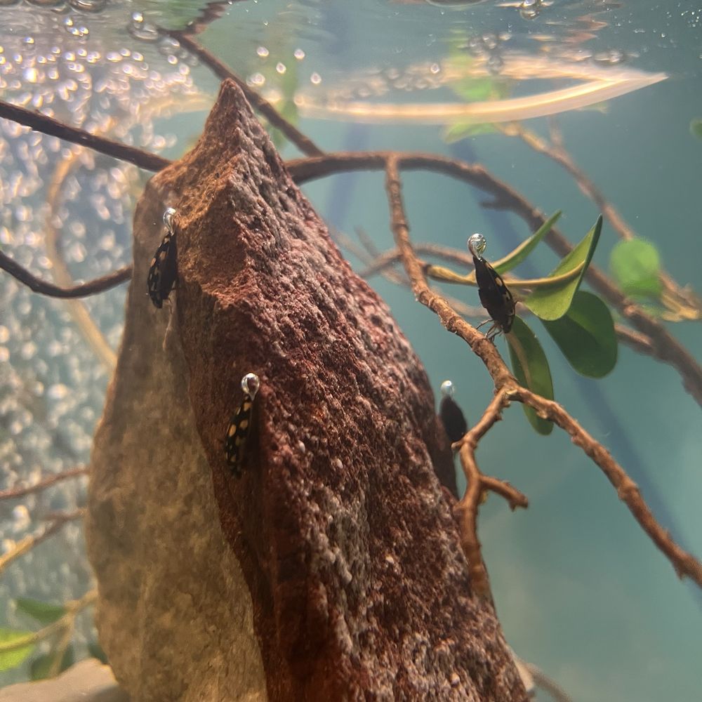 Subterranean diving beetle Subterranean diving beetle