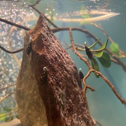 Subterranean diving beetle Subterranean diving beetle