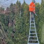 Photo of Sperry Tree Care
