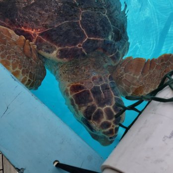 The Turtle Hospital - Veterinarians Near Me - Marathon, Florida The Turtle Hospital - Veterinarians Near Me - Marathon, Florida