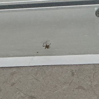 Cavalier Oceanfront Resort - Spiders on window trim - Resorts Near Me - San Simeon, California Cavalier Oceanfront Resort - Spiders on window trim - Resorts Near Me - San Simeon, California