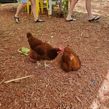 Irie Island Eats - Coffee & Tea Near Me - Marathon, Florida