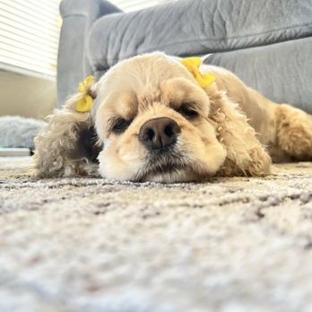 Superstar Pup Grooming - Pet Groomers Near Me - Norco, California