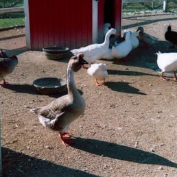 The white goose on the right is called Garfield