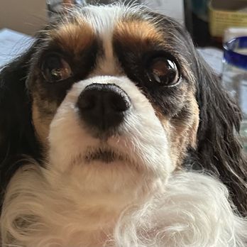 Groomingdale's - Pet Groomers Near Me - Norfolk, Virginia