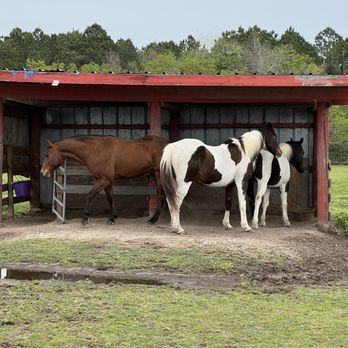 Freeman Ranch & Stables - My pasture horse making friends. - Horse Boarding Near Me - Katy, Texas Freeman Ranch & Stables - My pasture horse making friends. - Horse Boarding Near Me - Katy, Texas