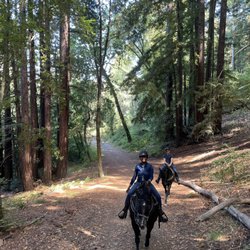 Triple Creek Horse Outfit - Redwoods!