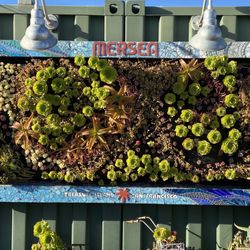 Outdoor succulent wall