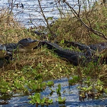 Airboat Wilderness Rides - We would love to have you come take a ride with us. Call to schedule a tour (772) 589-3278 - Boat Charters Near Me - Fellsmere, Florida Airboat Wilderness Rides - We would love to have you come take a ride with us. Call to schedule a tour (772) 589-3278 - Boat Charters Near Me - Fellsmere, Florida