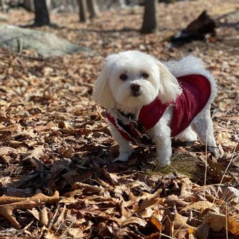 Pet Groom - Pet Groomers Near Me Pet Groom - Pet Groomers Near Me