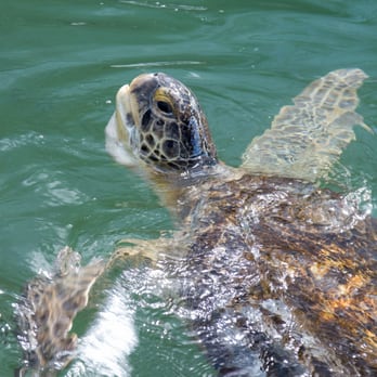 Hidden Harbor Turtle Hospital - Veterinarians Near Me - Marathon, Florida