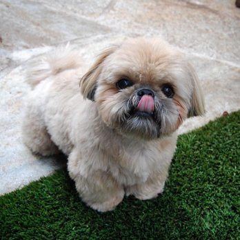 Little Paws Grooming - Pet Groomers Near Me - Indio, California Little Paws Grooming - Pet Groomers Near Me - Indio, California