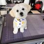 Photo of Bogies Discount Pet Supplies