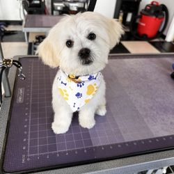 Bogies Discount Pet Supplies - GROOMER: CRISTINA