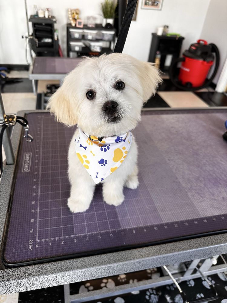 Bogies Discount Pet Supplies - insect farming in Fremont, CA