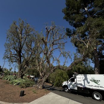 Valencia's Tree Service - Tree Services Near Me Valencia's Tree Service - Tree Services Near Me