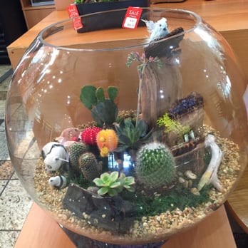 Rose Depot - Nice succulent arrangements - Florists Near Me - Torrance, California Rose Depot - Nice succulent arrangements - Florists Near Me - Torrance, California