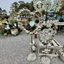 Photo of North Star Nursery