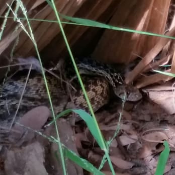 San Dieguito River Park - Gopher snake - Hiking Near Me - Escondido, California San Dieguito River Park - Gopher snake - Hiking Near Me - Escondido, California