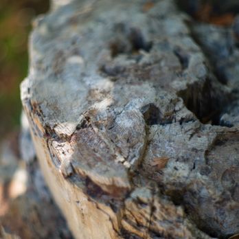 The Petrified Forest - Parks Near Me - Calistoga, California The Petrified Forest - Parks Near Me - Calistoga, California