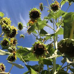 Centerville Station - Sunflower Maze