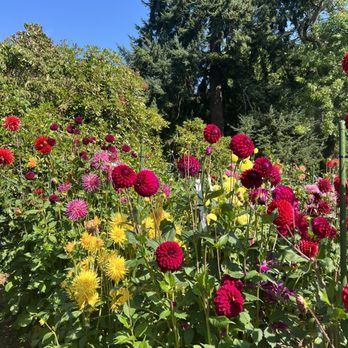 Volunteer Park - dahlia garden - Parks Near Me - Seattle, Washington