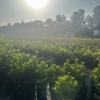 Simpatico Nursery - Home of the $10 three gallon  #3gallonshrub #landscape #landscaping #landscapenursery - Nurseries & Gardening Near Me - Ball Ground, Georgia