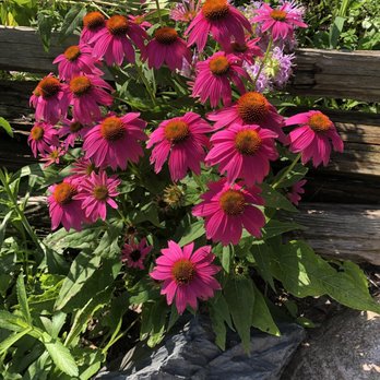 Matthaei Botanical Gardens - Beautiful coneflower - Botanical Gardens Near Me - Ann Arbor, Michigan Matthaei Botanical Gardens - Beautiful coneflower - Botanical Gardens Near Me - Ann Arbor, Michigan