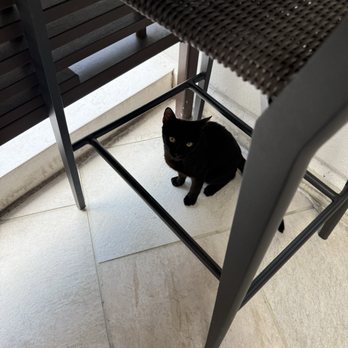 Falls Pool Bar & Grill - Lots of sweet little kittens around - Resorts Near Me - Orlando, Florida