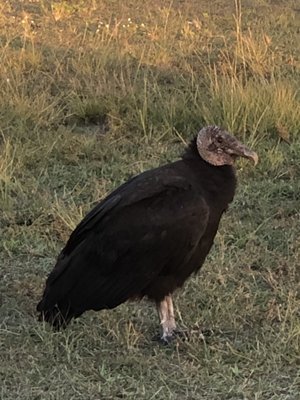 Fakahatchee Strand Preserve State Park by null