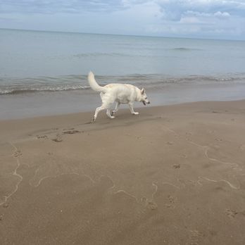 Montrose Dog Beach - Dog Parks Near Me - Chicago, Illinois