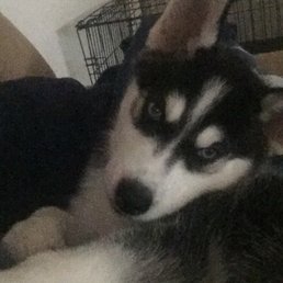 My husky