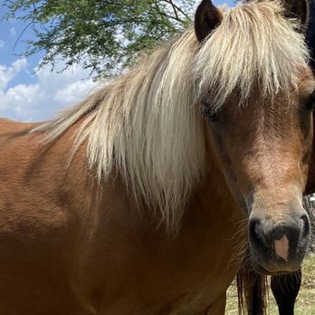 Toy Story Ranch - Pony ride - Ranches Near Me - Rosenberg, Texas Toy Story Ranch - Pony ride - Ranches Near Me - Rosenberg, Texas